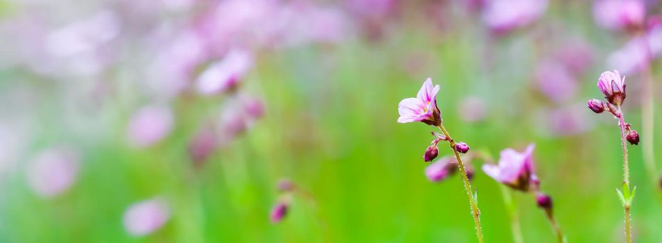 Delicate white pink flowers of Saxifrage moss in spring garden. Floral background