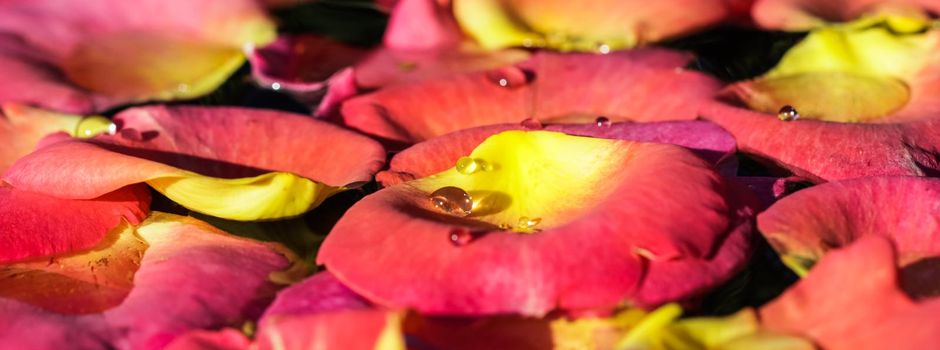 Red yellow rose petals with drops of water. Aromatherapy and spa concept. Blurred floral natural background