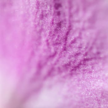 Purple orchid phalaenopsis flower fragment. Macro. Floral background