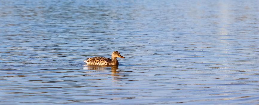 Drake, Mallard duck (Anas platyrhynchos) swimming on a lake