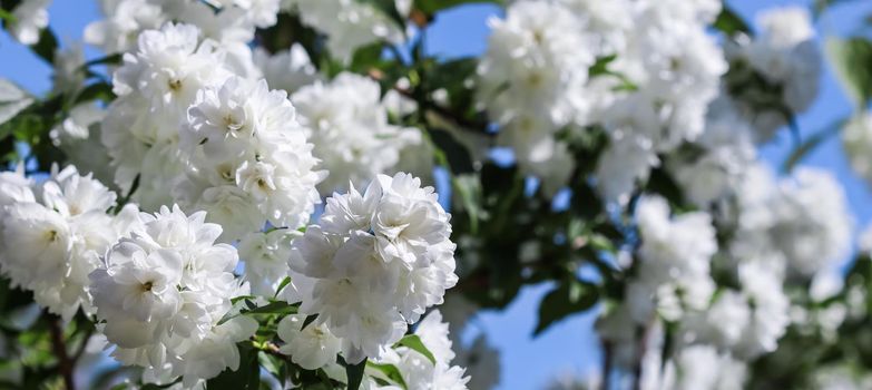 White terry jasmine flowers in the garden against blue sky. Floral background