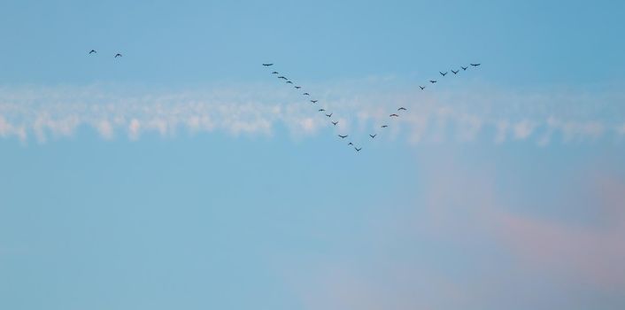 Flock of wild birds flying in a wedge against blue sky with white and pink clouds in sunset The concept of avian migratory