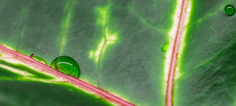 Abstract green background. Macro Croton plant leaf with water drops. Natural backdrop for brand design