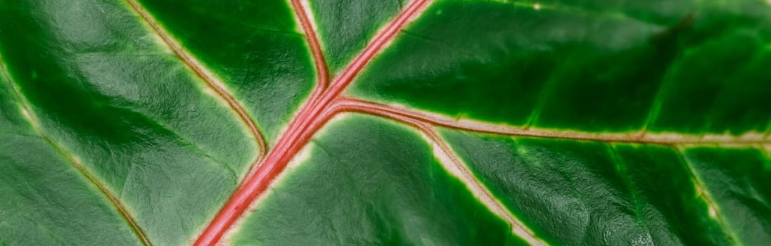 Abstract green background. Macro Croton plant leaf. Natural background for brand design.