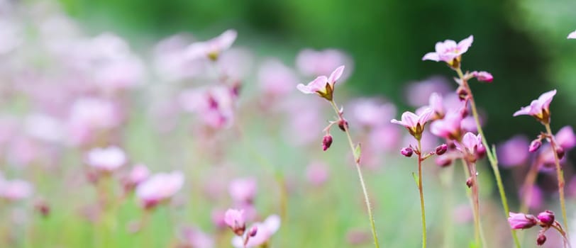 Delicate white pink flowers of Saxifrage moss in spring garden. Floral background