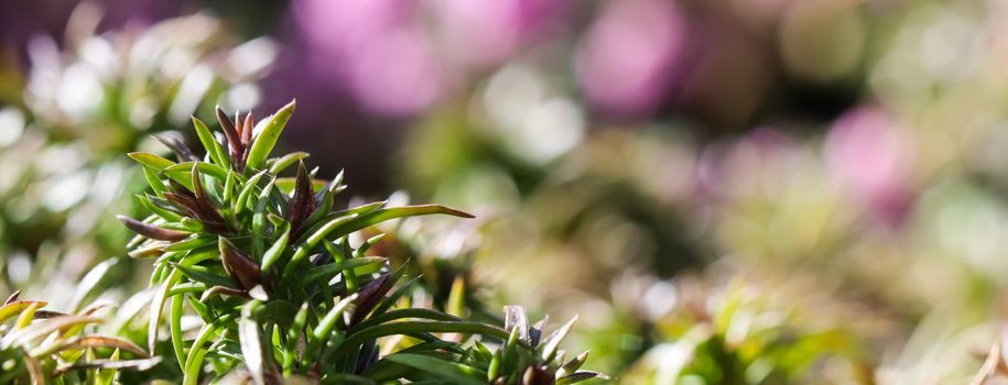 Green background of long spreading stems, foliage and buds of Creeping Phlox flowers in the garden. Nature background, botanical concept