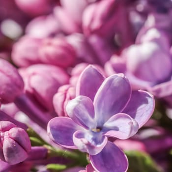 Abstract floral background, blooming branch, purple terry Lilac flower petals. Macro flowers backdrop for holiday brand design. Soft focus