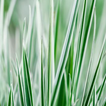 Decorative green and white striped grass. Arrhenatherum elatius bulbosum variegatum. Soft focus. Natural background.