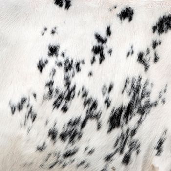 black spots on white hide on side of spotted cow