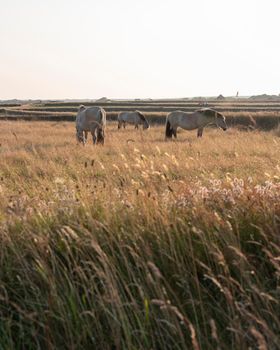 three horses backlit by evening sun in dry meadow landscape on island of texel in holland