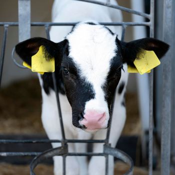 portrait of young black and white spotted calf on farm in the netherlands