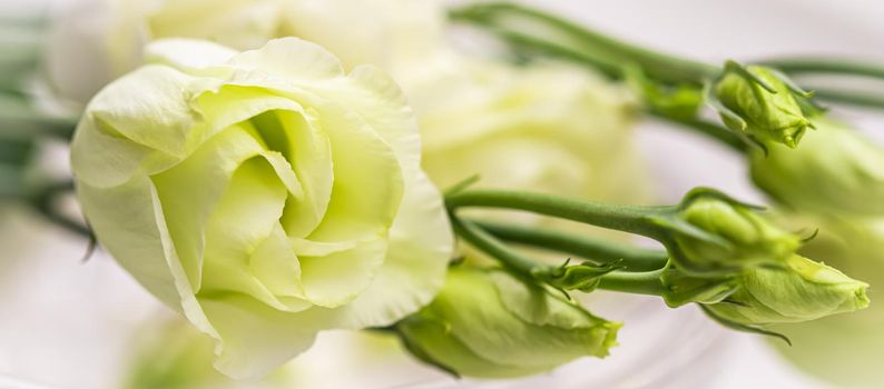 Botanical concept, invitation card - Soft focus, abstract floral background, white Eustoma flower with buds. Macro flowers backdrop for holiday brand design