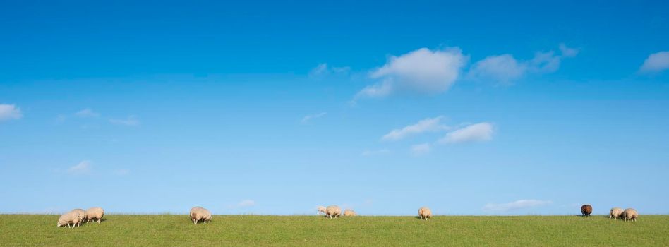 sheep on grass dike under blue sky on island of texel in the netherlands