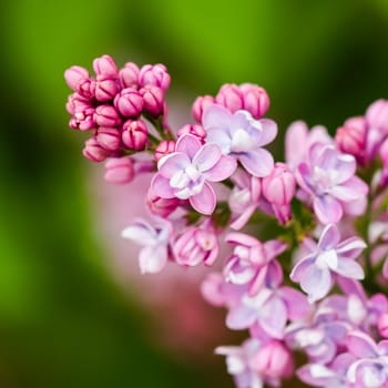 Blooming branch purple terry Lilac flower. Macro flowers backdrop, floral background