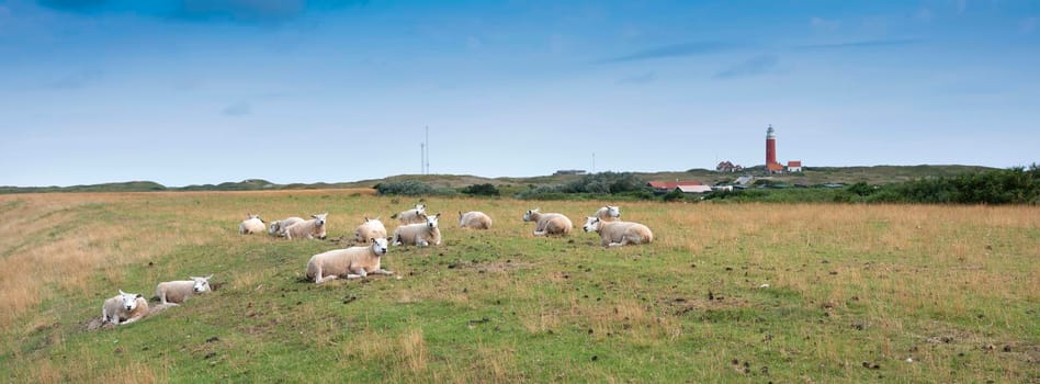sheep in grass on dike near de cocksdorp and lighthouse on dutch island of texel in the netherlands under blue sky in summer