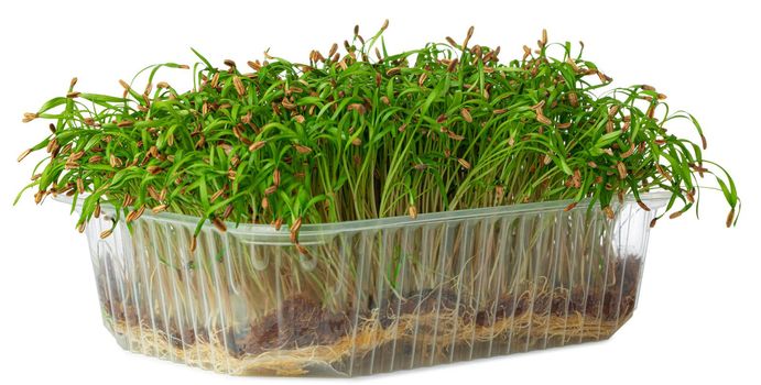 Micro green sprouts of fennel isolated on white background