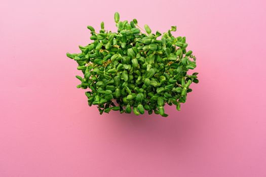 Micro green growing sprouts on pink background, top view, copy space