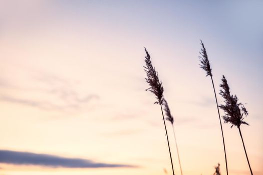 Pampas grass in the sky with sunset, Abstract natural background of soft plants Cortaderia selloana moving in the wind. Bright and clear scene of plants similar to feather dusters. beauty copy space