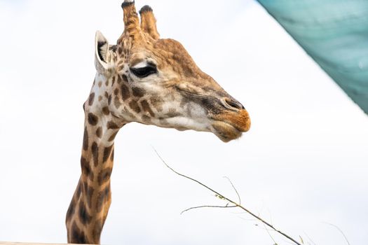 Portrait of a curious giraffe (Giraffa camelopardalis) over blue sky with white clouds in wildlife sanctuary near Toronto, Canada