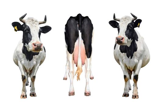 Three cows isolated on white. The bottom and tail of a standing cow. Cow standing in front of white background. Farm animals concept