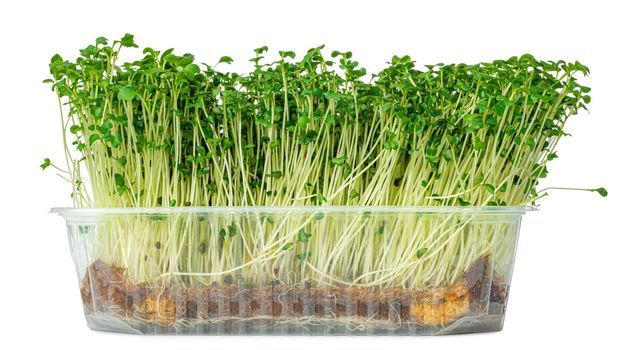 Micro green sprouts of watercress salad isolated on white background