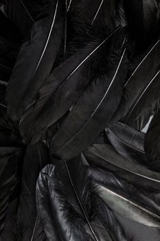 Black feather abstract background texture dark modern design, peace of bird wing concept