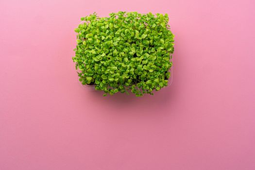 Micro green growing sprouts on pink background, top view, copy space
