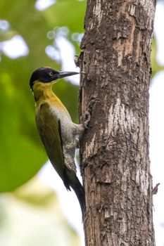 Image of Black-headed Woodpecker (Picus erythropygius)perched on a tree on nature background. Bird. Animals.