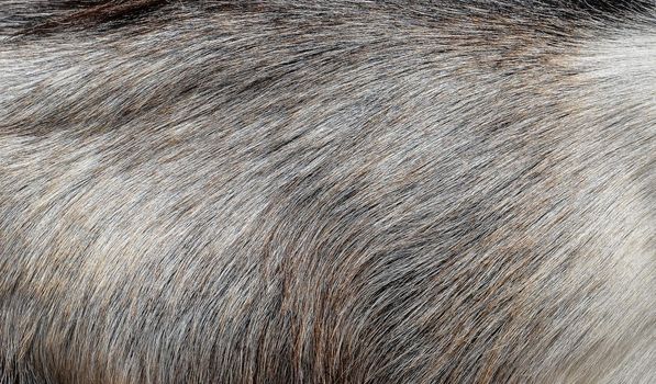 Gray goat fur background. Light gray fur texture close up