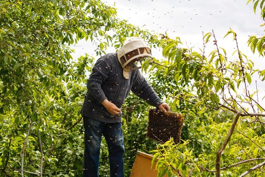 catching the bee swarm beekeeping