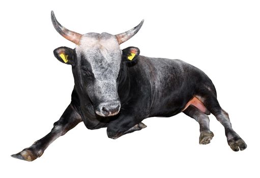 Black and white bull lying isolated on a white background. Black and white big bull close up. Farm animal.