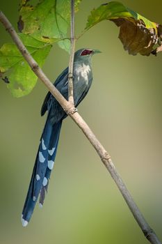 Image of green-billed malkoha (Phaenicophaeus tristis) perched on a tree branch. Birds. Wild Animals.