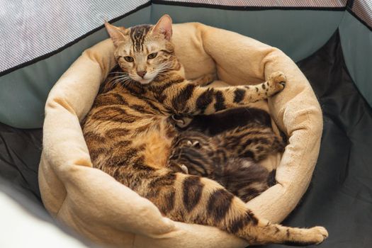 Adorable golden bengal mother-cat feeds her little kittens with breast