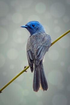 Image of female black-naped monarch bird (Hypothymis azurea) on a tree branch. Birds. Animal.