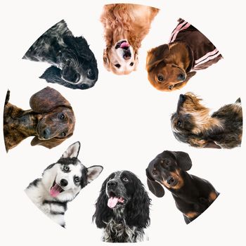 Group of cute fluffy dogs standing in huddle on white background