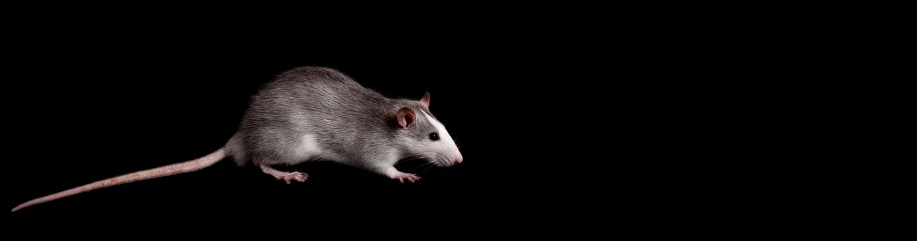 Gray rat isolated on dark black background. Rodent pet. Domesticated rat close up. The rat is looking at the camera. Long poster format