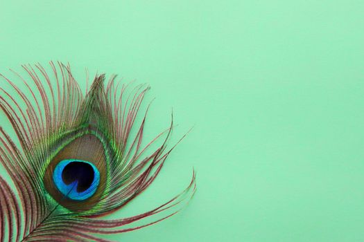 Detail of peacock feather eye on dreen background. Luxury Abstract Texture for Peafowl wallpaper, blue-green color. Indian peafowl extravagant plumage - eye-spotted tail of covert feathers,