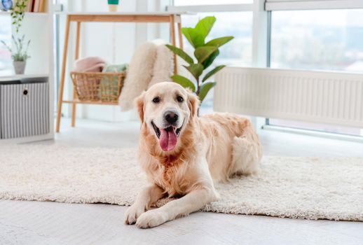 Golden retriever dog lying on light floor indoors