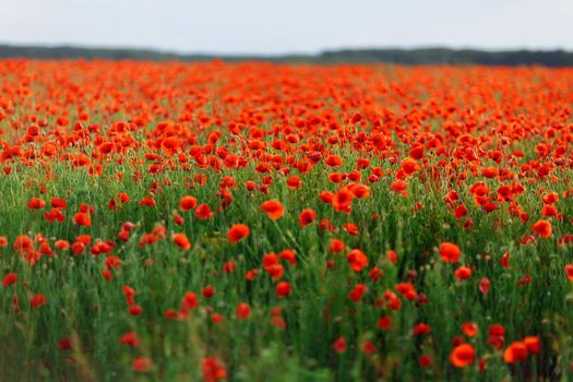 Poppies on green field on summer sunset with selective focus