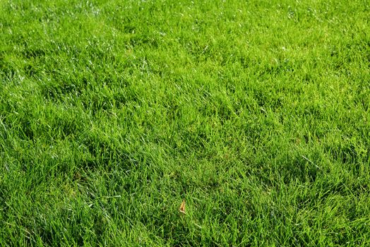 Bright green grass background. Fresh green grass field. Green grass texture for print, web use, posters and banners