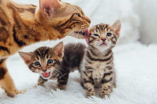 Adorable golden bengal mother-cat with her little kitten on white fury blanket.