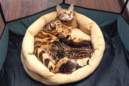 Adorable golden bengal mother-cat feeds her little kittens with breast