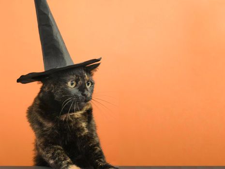 Funny black multi-colored cat in a black hat on the theme of a witch for Halloween on an orange background a place for the text