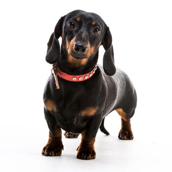 brown short hair puppy dachshund on white