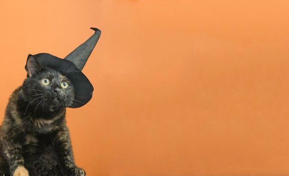 Funny black multi-colored cat in a black hat on the theme of a witch for Halloween on an orange background a place for the text