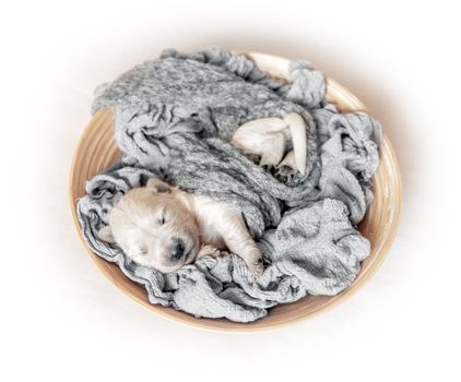 Top view of cute newborn golden retriever puppy sleeping on the wooden plate covered with gray blanket on the light background