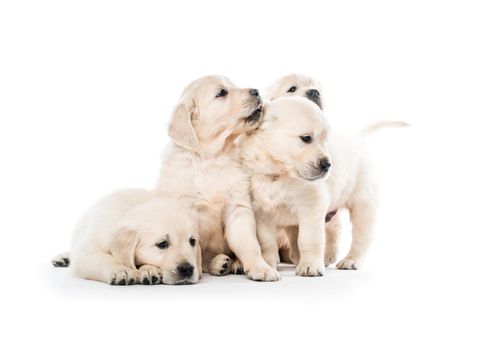 Four cute golden retriever puppies sitting together isolated on white background