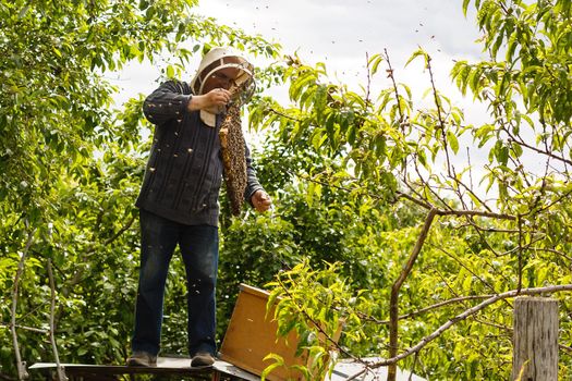 catching the bee swarm beekeeping