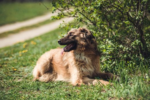 Handsome brown furry stray dog, with long pink tongue
