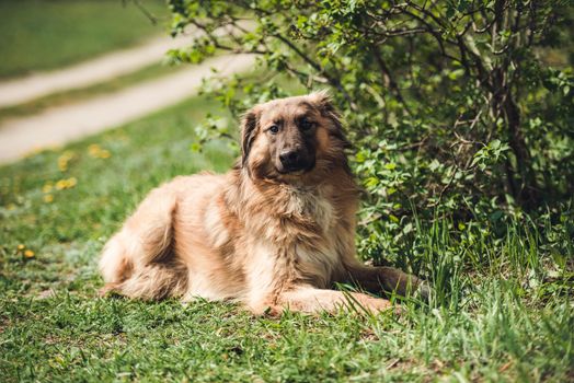 Handsome brown furry stray dog, with long pink tongue